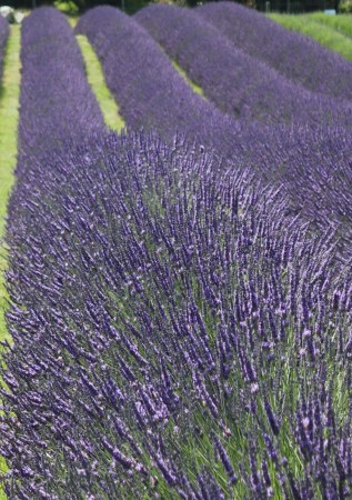 ЛАВАНДА середня   Grosso